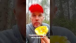 Можно ли есть сыроежки сырыми?