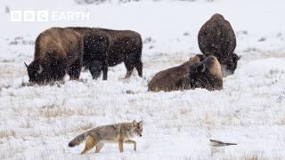 Top Tips For Photographing Yellowstone's Incredible Wildlife | BBC Earth