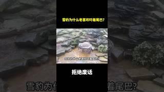 雪豹为什么老喜欢叼着尾巴?#冷知识 #涨知识