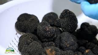 KING OF TRUFFLES - OFFICIAL VIDEO
