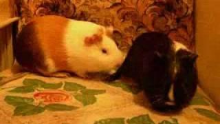 Морские свинки пикантное guinea pigs