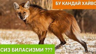 Йирткич Хайвонлар Сиз биласизми? Дахшатли #дахшатли