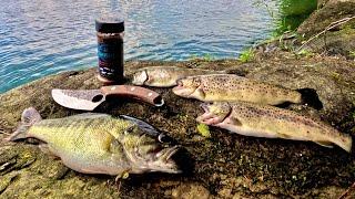 3 Days Cooking Camping Fishing for FAT Mountain Bass and Trout!