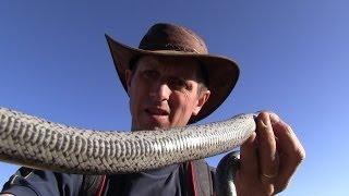  Sonoran Desert Rosy Boa Snake - Softypapa Adventures - KVLOGS