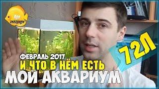 МОЙ АКВАРИУМ на 72 л, что в нём живет и растёт. Февраль 2017 | ПРОАКВАРИУМ