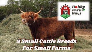 5 Small Cattle Breeds Perfect For Hobby Farms and Homesteads