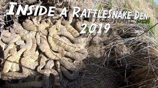 Inside a Rattlesnake Den 4K