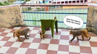 Monkey Gang Hijacks Hotel 