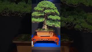Holy pinus!#bonsai #fyp #fy #expo #beautiful #tree #nature #channel