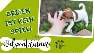 "Beißen ist kein Spiel!" Wie erkläre ich das meinem Hund? | Der Welpentrainer | sixx