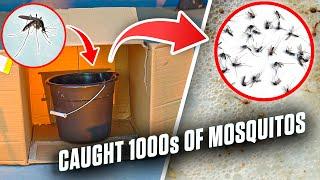 This Mosquito Trap Catches 1000s of Mosquitoes