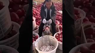 Radish Slicer in Action: Fast and Efficient!