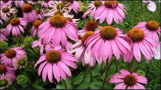 Echinacea purpurea Natures Miracle Plant! Harvesting Dormant Roots For Propagation & Tincture