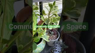 Mix Plants #mylittlejungle #shorts #plantita