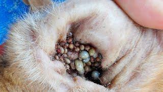 Removing All Ticks From Dog - Dog Ticks Removing Clip - Ticks Removal Videos EP 03