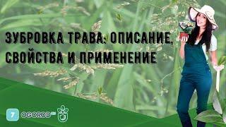 Зубровка трава: описание, свойства и применение