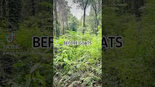 BEFORE/AFTER: Goats Totally Cleared This Overgrown Back Yard!!