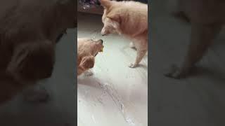 liya va bhairava kutty