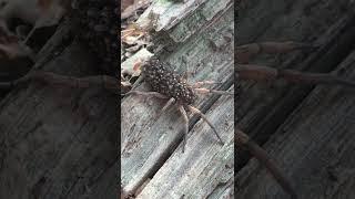 Wolf Spider With Babies on Her Back || ViralHog