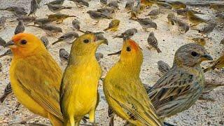 canário da terra junto fazendo barulho