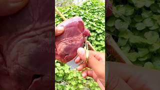 Fishing by liver bait....  #fishing #shortvideo #trap #village_fisging_man