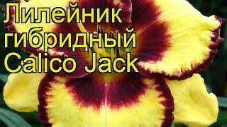 Лилейник гибридный Calico Jack. Краткий обзор, описание характеристик, где купить саженцы