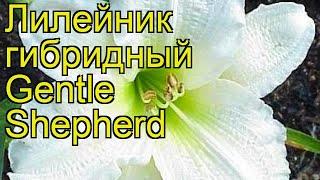 Лилейник гибридный Джентл Шеферд. Краткий обзор, описание характеристик hemerocallis Gentle Shepherd