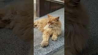 Важный кот Лев #кот #cat #кіт #catshorts #catlover #котик