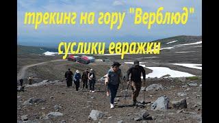 Трекинг на гору "Верблюд". Суслики евражки. Камчатка.