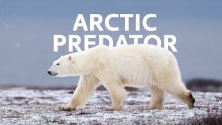 Polar Bears: A Close Encounter Of Survival In The Arctic  | Polar Bear Documentary