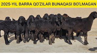 BARRA SEZON BOSHLANDI 13.01.2025 YIL FURQAT AKADAN