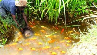 wow amazing! in the morning found and catch good japan koi fish in rice field a lots to raising