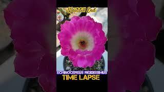 Amazing Timelalpse- Cacti Bloom #theonepage #homegarden26 #teogarden #blueboxshorts #biosphereflora