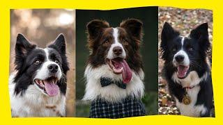 CUTE AND FUNNY BORDER COLLIE - TRY NOT TO LAUGH!!  | Funny Pets ️