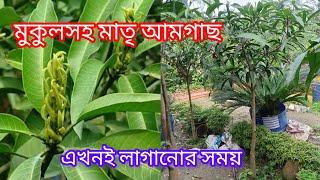 মুকুলসহ মাতৃআমগাছ।#ফল #fruit #fruittree #গাছ