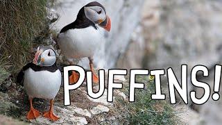 Puffins! Fun Puffin Facts for Kids