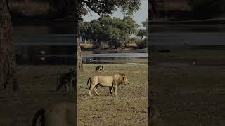 The Luangwa Lion Monarch ️