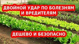 ПРОТИВ БОЛЕЗНЕЙ И ВРЕДИТЕЛЕЙ. БЕРЕЗОВЫЙ ДЕГОТЬ ДЛЯ САДА И ОГОРОДА