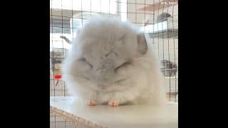 Adorable Chinchilla Stretching | Cute Chinchilla Waking Up | Go Animals