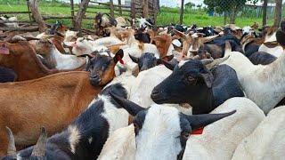 Step-by-Step Guide: Starting Your Goat Farming Journey in Northern Uganda