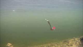 Titanium blinker «Spoon».Fishing