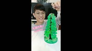 自己的聖誕樹自己種！#科學小實驗 #優質陪伴