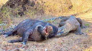 Komodo dragon attacks wild boar while sleeping