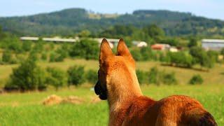 Belgian Malinois - puppy /3 months old/