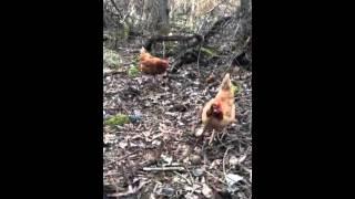 chick makes noises in the swamp