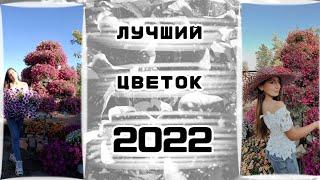 ЦВЕТУЩИЙ дворик 2022 | ампельная петуния