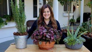 How to Bring Your Plants Inside to Overwinter! // Garden Answer