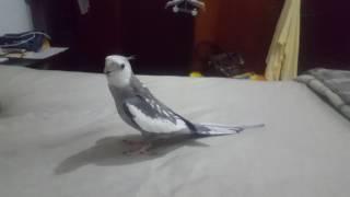 My Cockatiel singing He's Pirate and Star Wars Imperial March