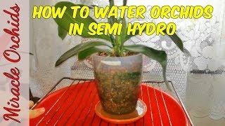 How to water orchids in semi hydro - the correct and easy way to do it!