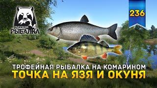 Трофейная рыбалка на Комарином. Точка на Язя и Окуня - Русская Рыбалка 4 #236